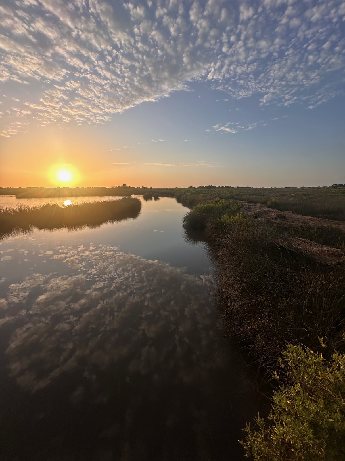 First light along the creek bank, June 2025.