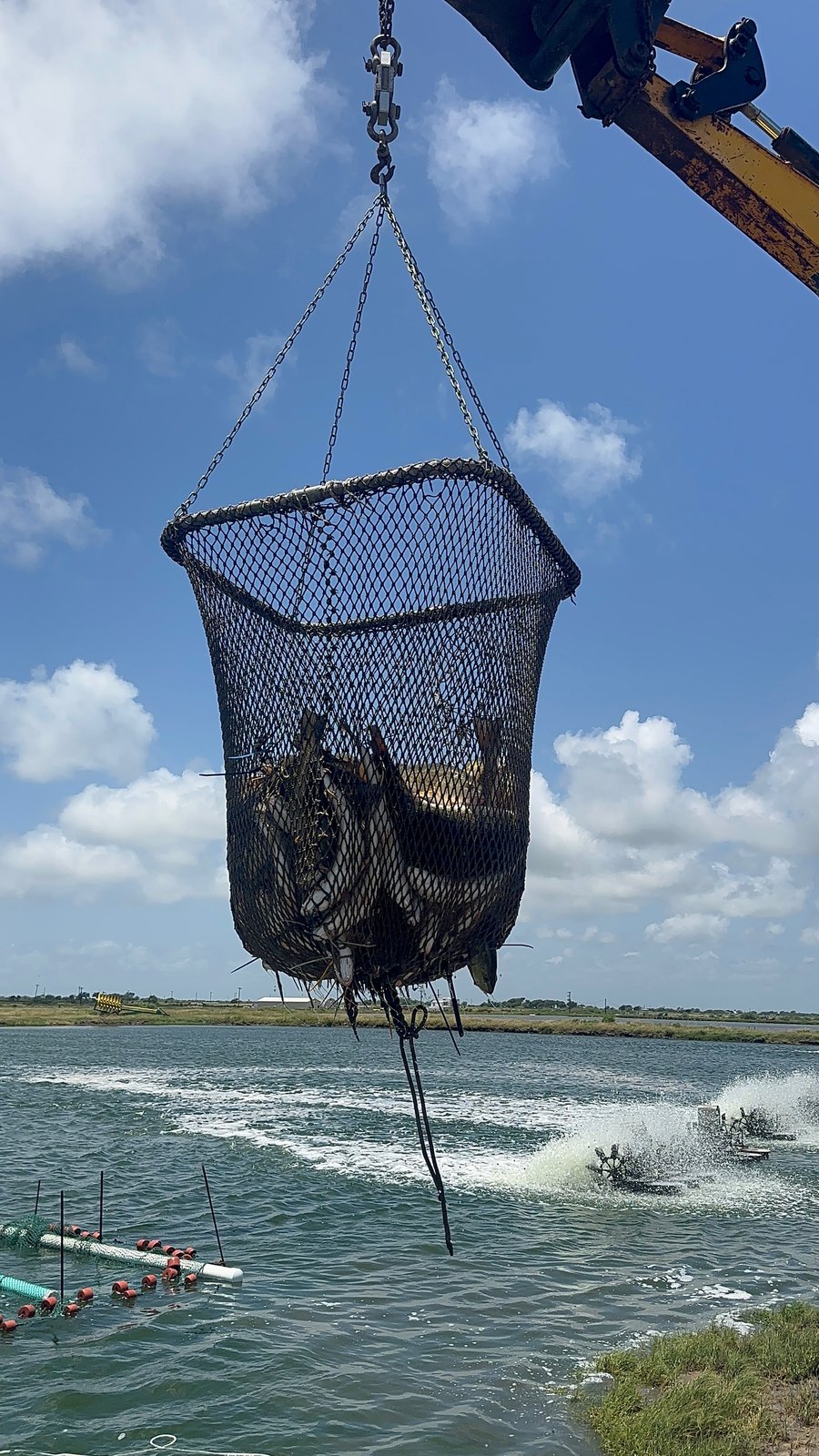 Vertical: a dip net of just-harvested redfish lifted against a blue sky, water dripping, June 2025.